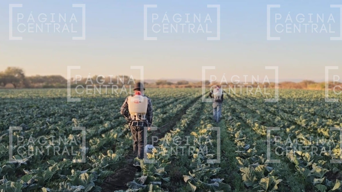 ¡Frío extremo! Agricultores luchan contra las heladas en La Sandía