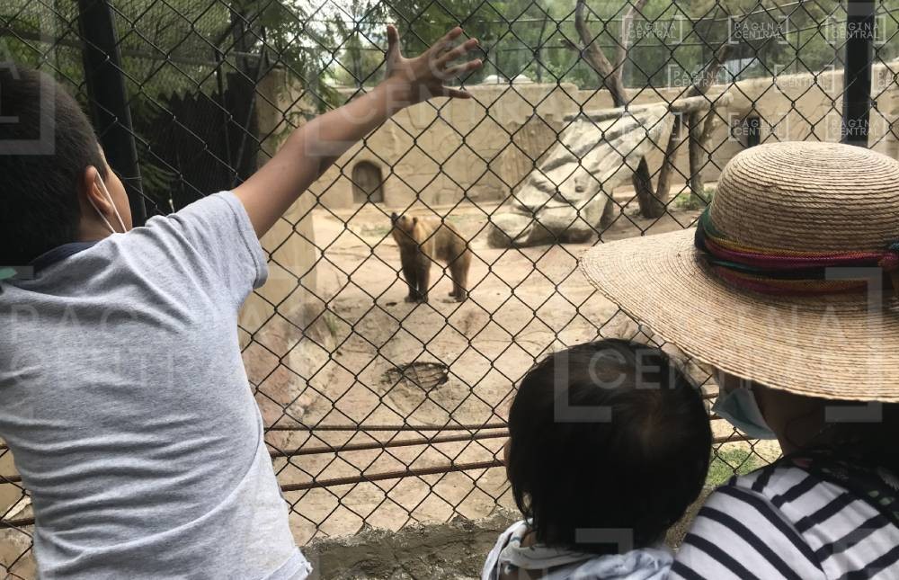 ¡Increíble! Zooleón rescata 52 animales silvestres en solo tres meses