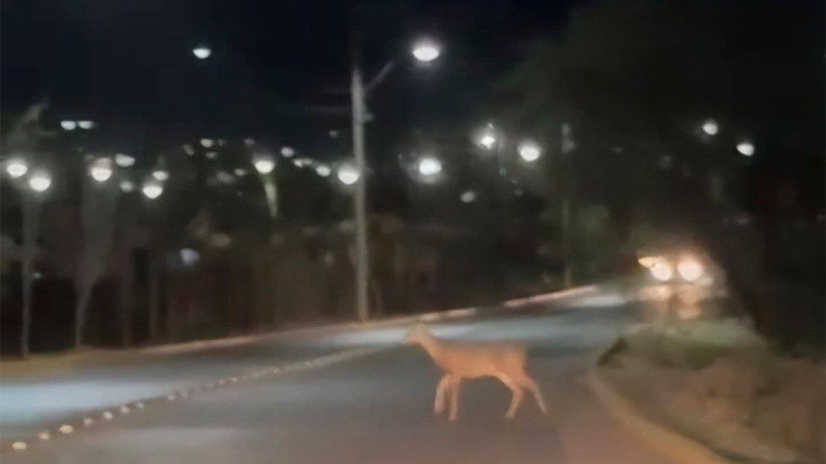 ¡Bambi a la vista! VIDEO Sorprende a leoneses la aparición de venadito en pleno bulevar