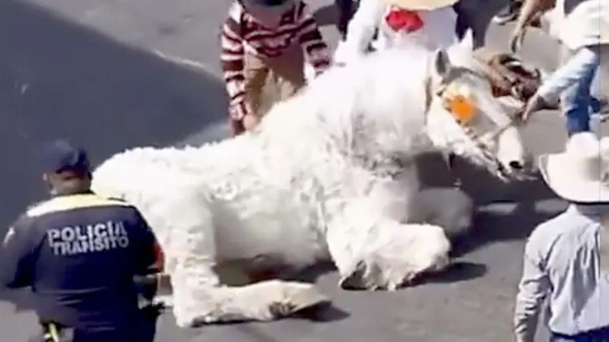 VIDEO Colapsa caballo de quinceañera en pleno recorrido, exigen justicia por maltrato