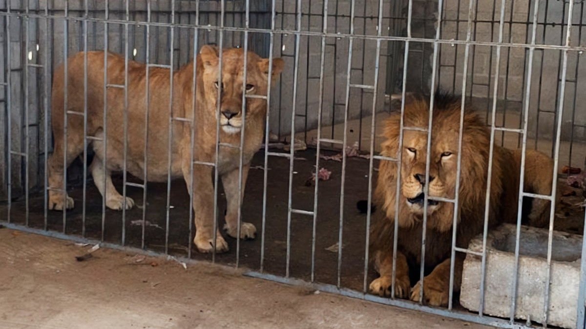 Rescatan a leones que mantenían enjaulados en una casa; estaban débiles y desnutridos
