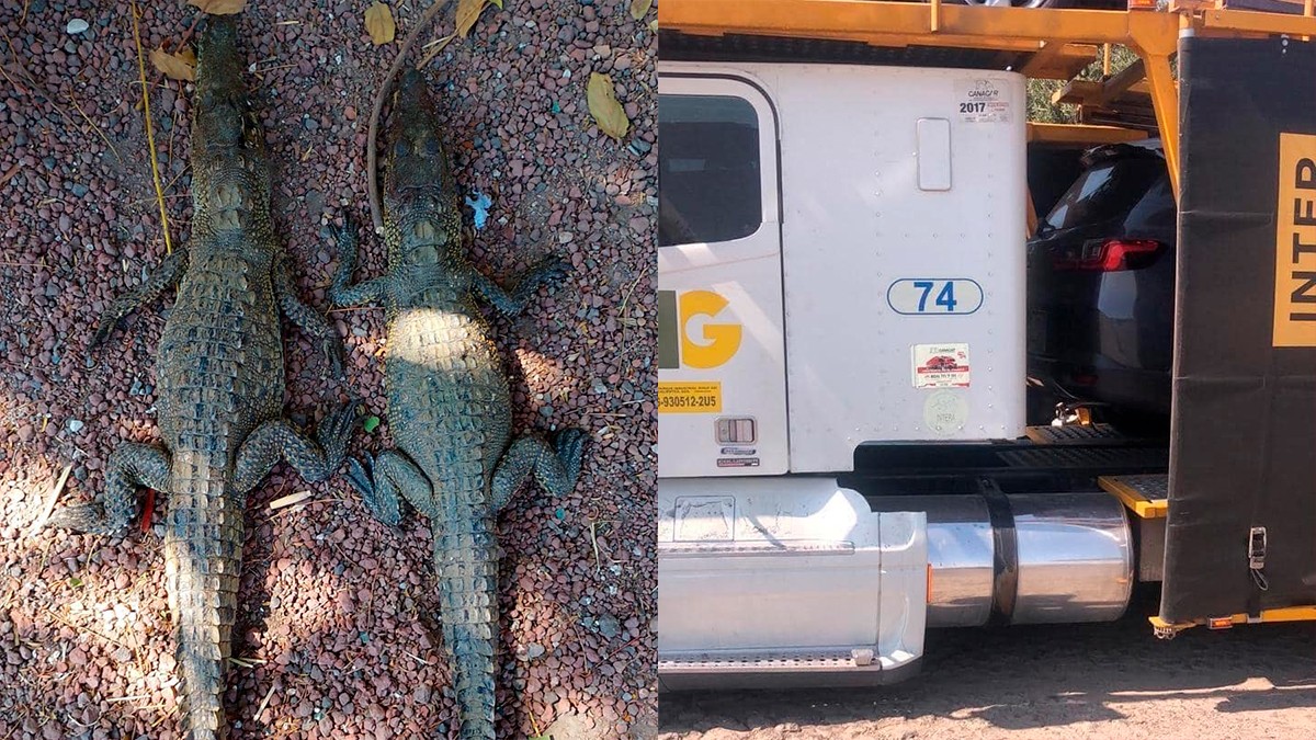 Conductor de tráiler descubre dos cocodrilos muertos entre los vehículos que llevaba