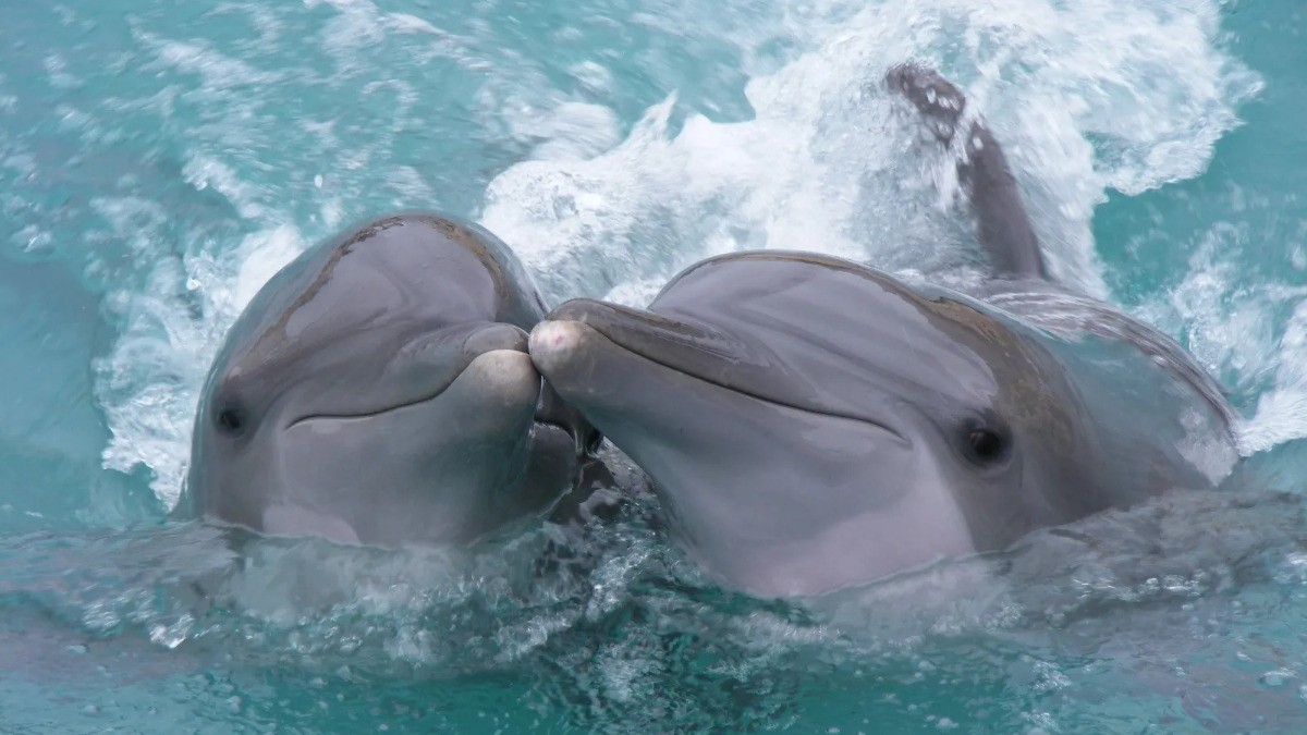 Denuncian muerte de delfines por presunto maltrato en hotel de la Riviera Maya