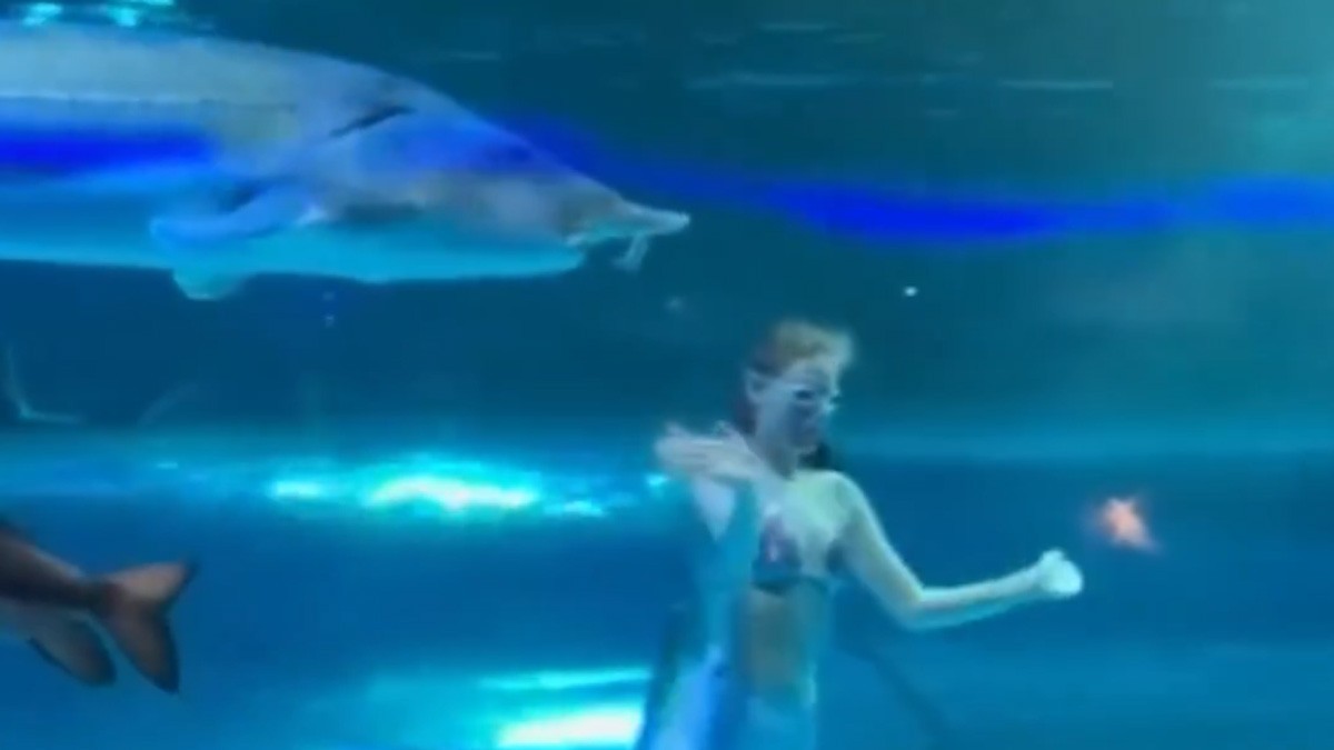 VIDEO 'Sirena' se presentaba en un acuario, pero un pez gigante intenta morder su cabeza