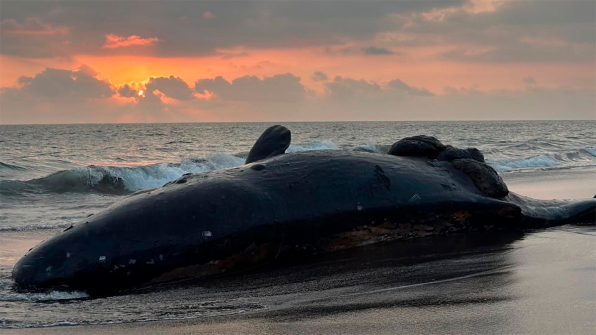 Ballena embarazada fallece tras impacto con embarcación; autoridades la entierran