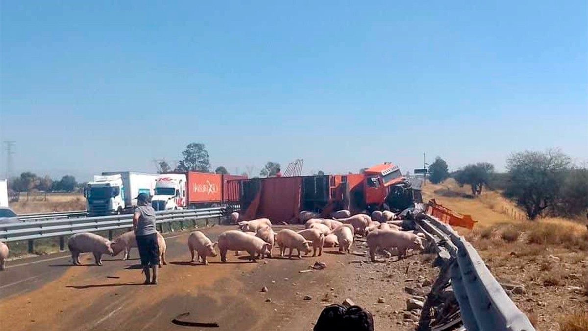 ¡Quedó sin llantas! Vuelca tráiler con puerquitos, unos mueren y otros pasean en autopista