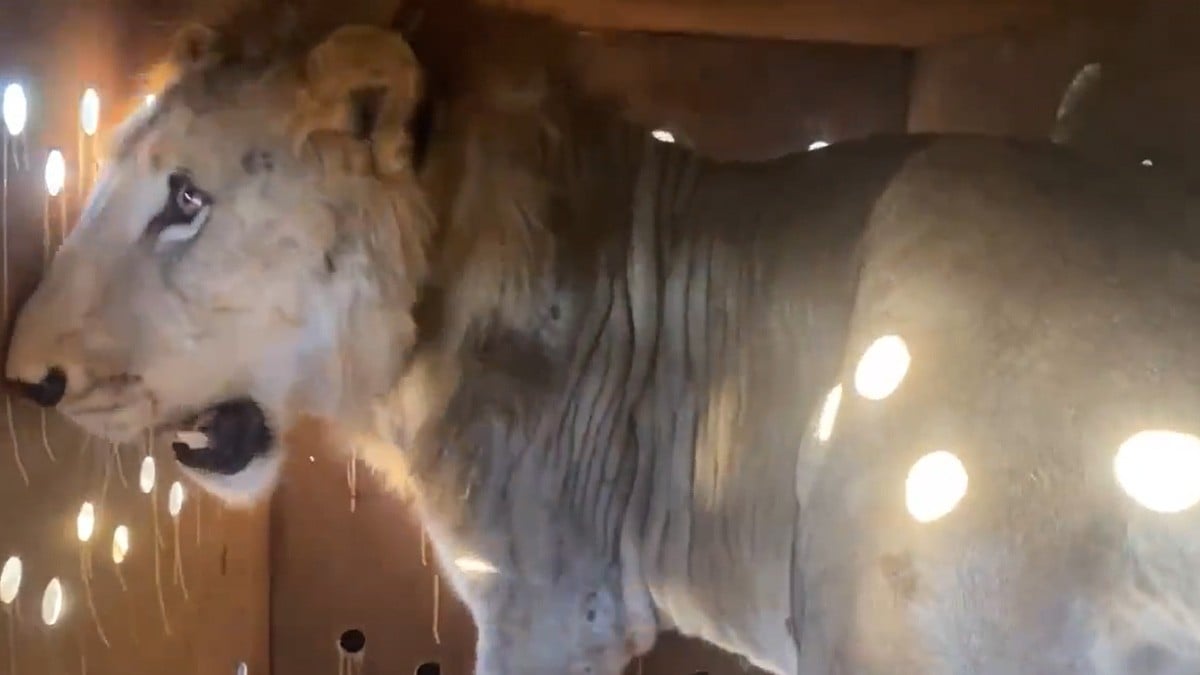 VIDEO FGR asegura un predio y descubre que tenían un imponente león encadenado