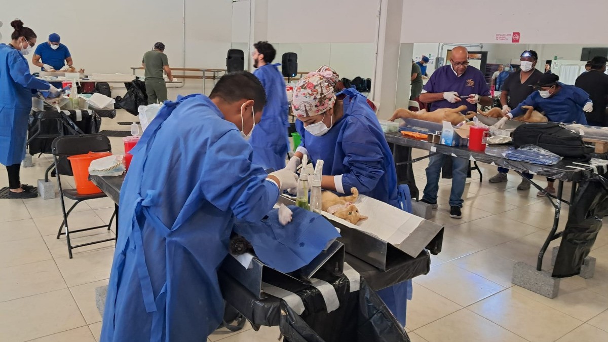 ¿Quieres esterilizar a tu mascota? Ofrecen servicio gratis en León en estos lugares