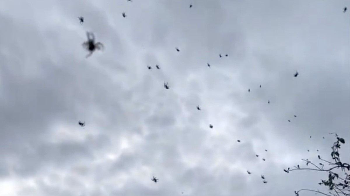 VIDEO ¿Lluvia de arañas? Asusta extraño fenómeno a habitantes de este lugar