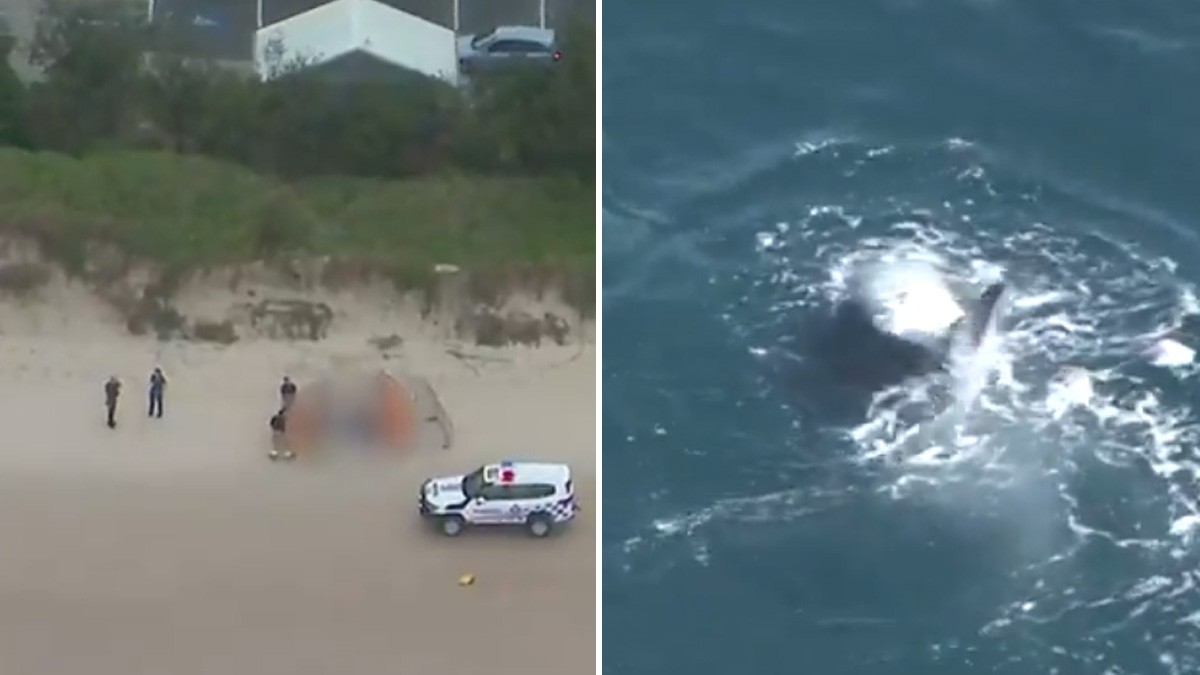 Joven de 17 disfrutaba en una playa cuando tiburón la ataca y la mata