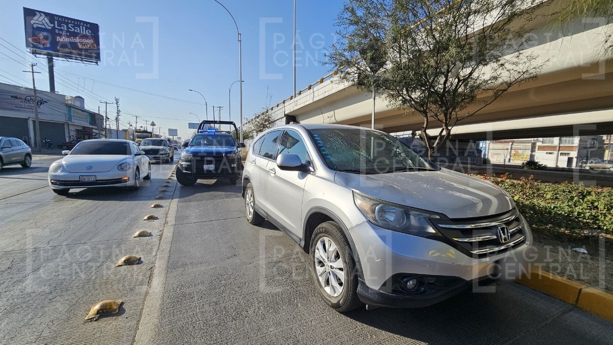 Hombre se atraviesa en el Morelos, lo atropella camioneta y rompe parabrisas con la cabeza