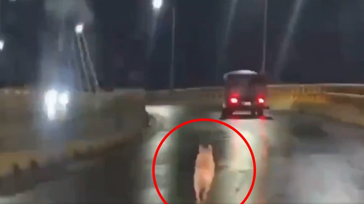 VIDEO Abandonan a perro en la calle y bajo la lluvia y corre desesperado tras sus dueños