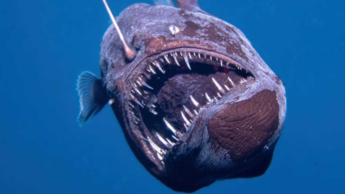 VIDEO ¡Insólito! Captan por primera vez al pez 'diablo negro' cerca de la superficie
