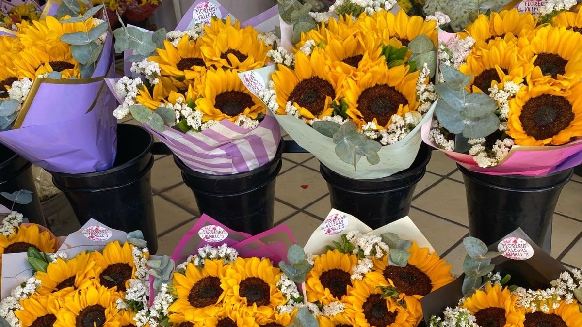 ¡Amor sobre ruedas! En esta calle de León se pone el mercado floral para San Valentín