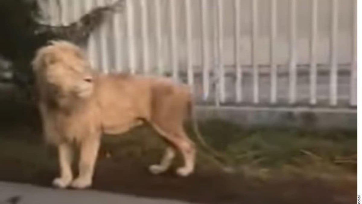Deambula león en calles de Ocoyoacac, Edomex
