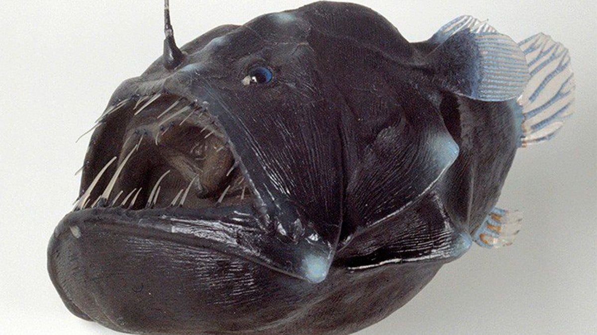 ¿Te asustó el pez diablo que subió a la superficie? Espera a que conozcas su tamaño real