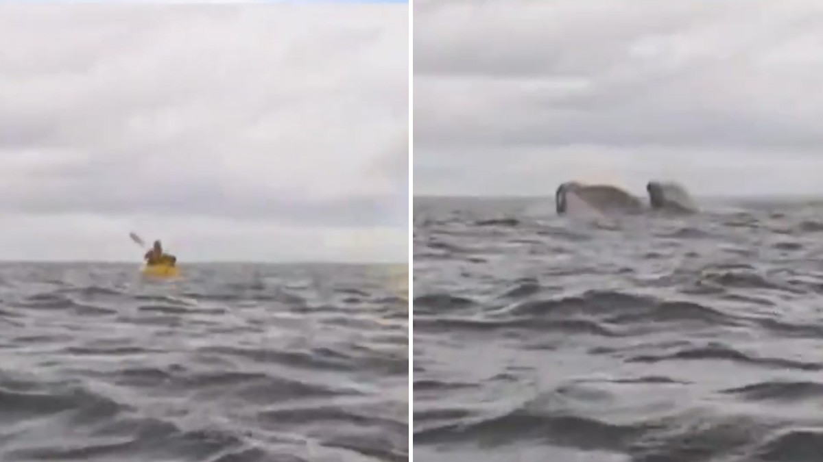 VIDEO ¡Como Jonás! Captan cuando ballena se traga a un hombre en una balsa