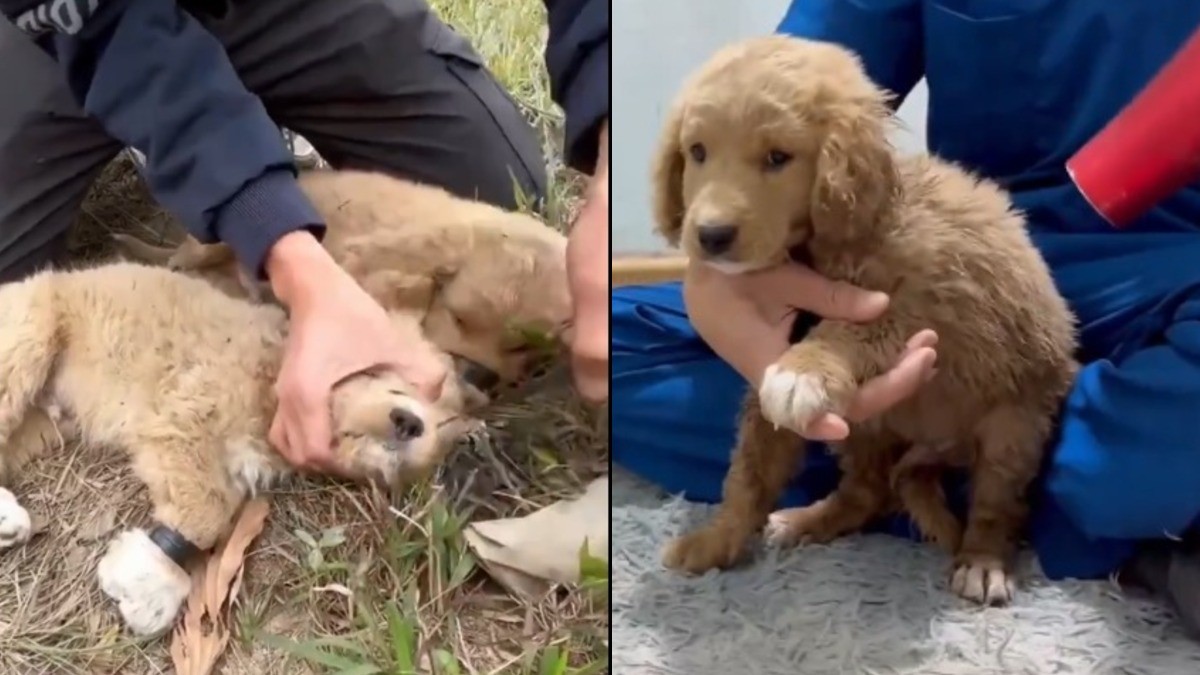 VIDEO ¡Indignante! Encuentra a dos cachorritos amarrados con cinta, así los rescató