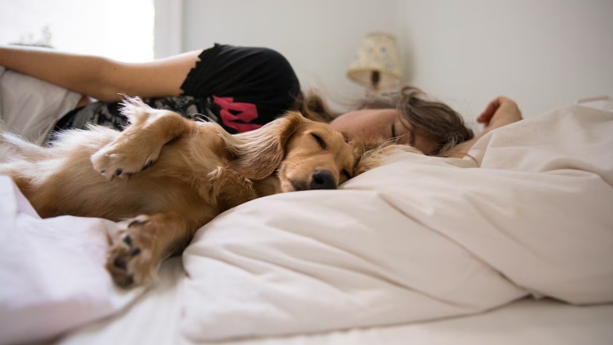 ¿Cama compartida? Los pros y los contras de dormir con tu mascota