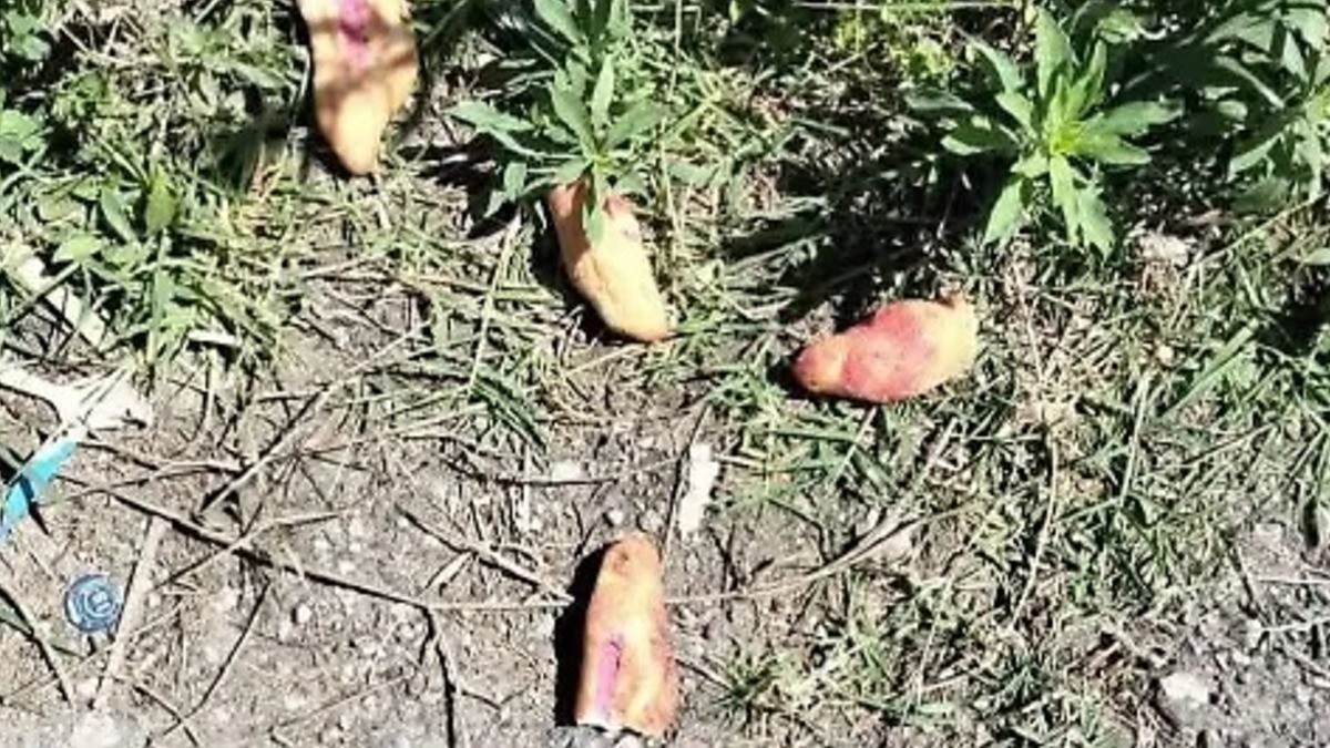 Tres niños fallecen tras comer pan envenenado, indagan a funcionarios