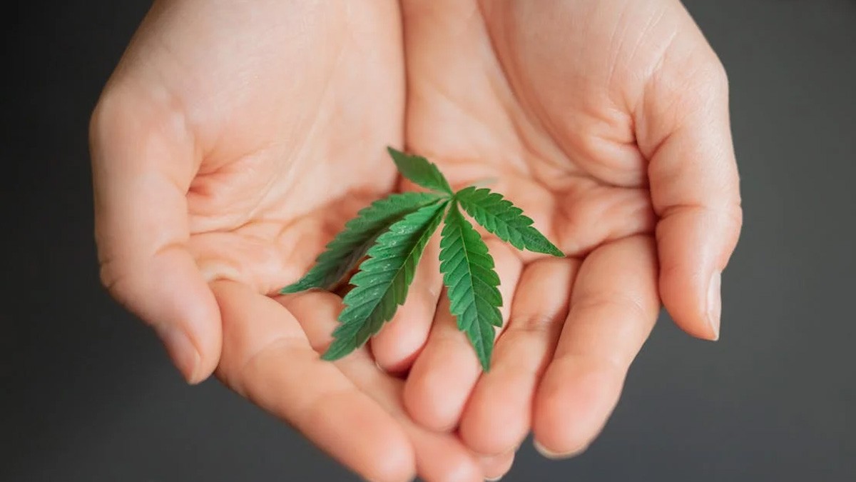 Consumo de marihuana puede afectar la salud mental, advierte el IMSS