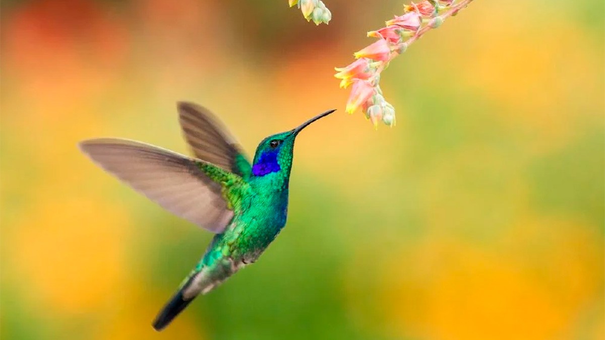 ¿Sabías que capturar o matar un colibrí puede llevarte a prisión? Profepa lo advierte