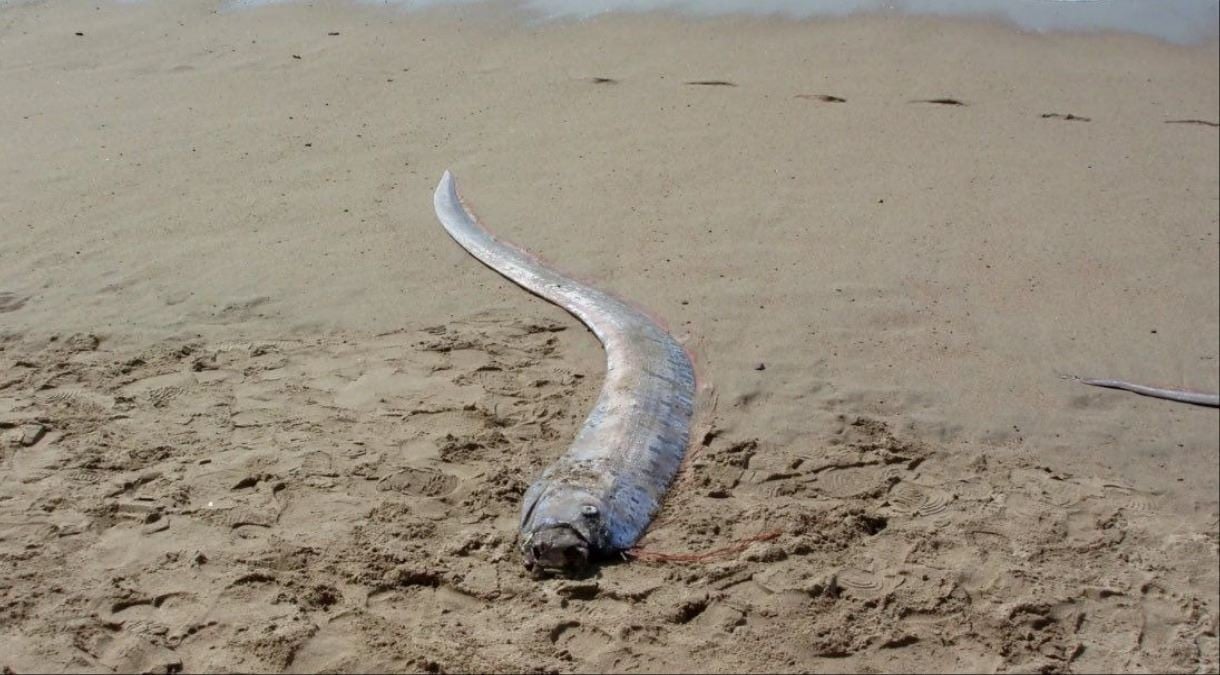 ¿Desastre, terremoto, mal presagio? Aparece “pez del fin del mundo” en esta playa