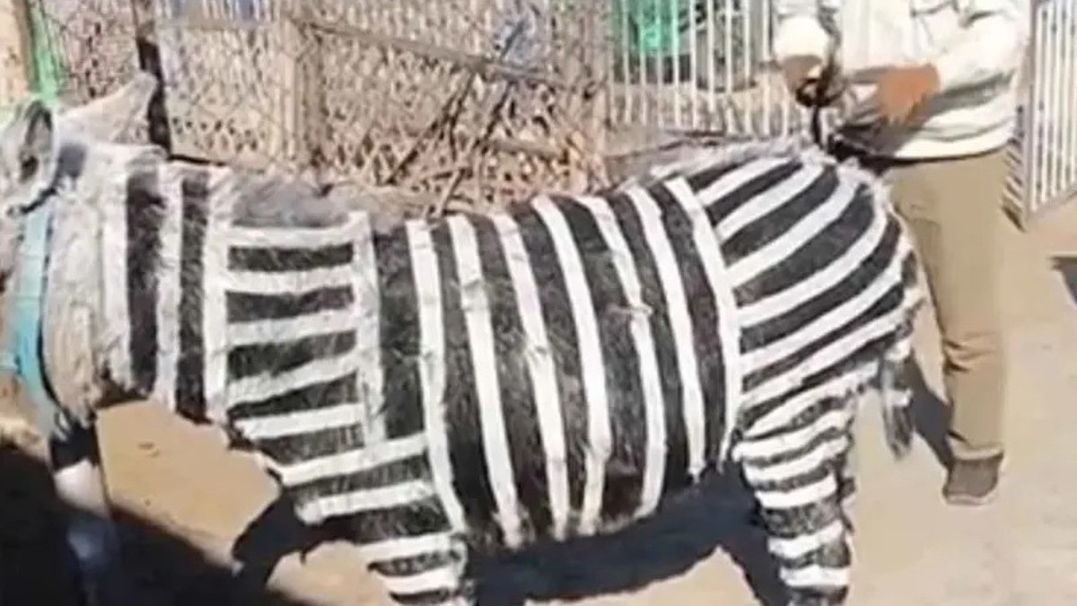 VIDEO ¡Indignación! Zoológico chino pinta rayas a burritos para hacerlos pasar por cebras