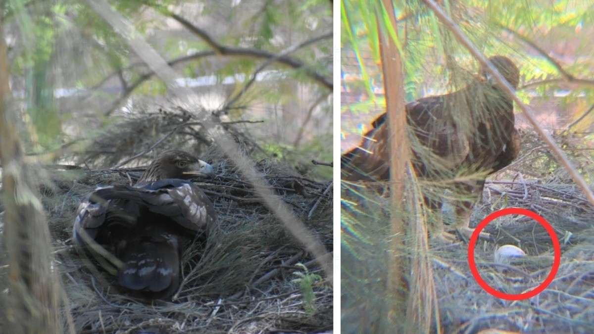 ¡Cuidemos al águila real! ¿Sabías que León tiene un plan de conservación y reproducción?
