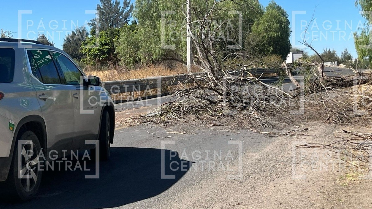 ¡Fuera abajo! Incendio causa caída de árboles en la libre hacia la capital y cierran paso