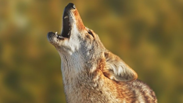 VIDEO ¡Temor en la escuela! Coyote entra a colegio y queda atrapado, esto pasó