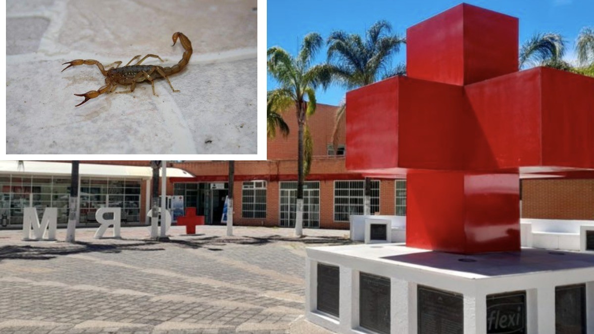 ¡Ahí viene el calor con los alacranes! ¿Hay suficiente suero antialacránico en Cruz Roja?