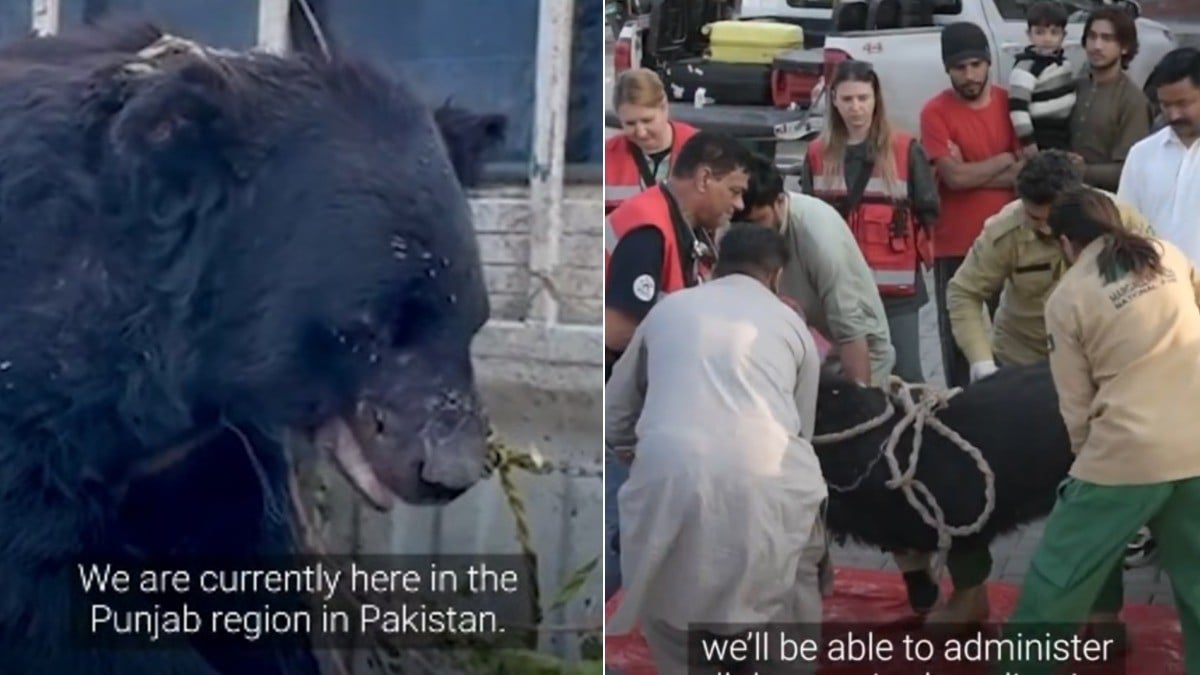 VIDEO ¡Indignante! Rescatan a oso con heridas graves, lo usaban en peleas clandestinas