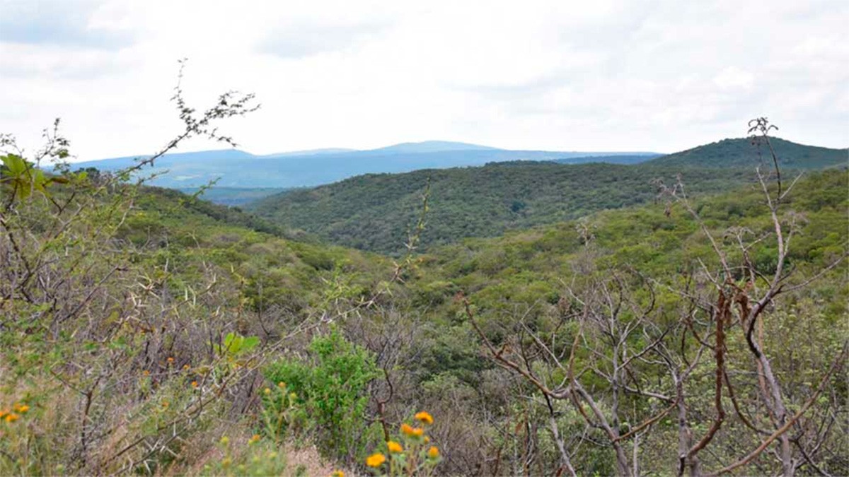 León pierde 172 hectáreas del área protegida La Patiña, por esta razón