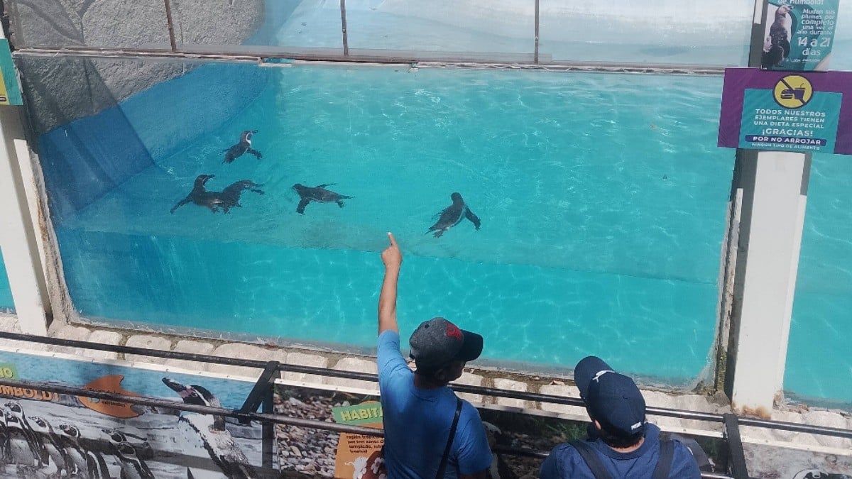 ZooLeón logra reproducción exitosa de esta especie en peligro de extinción