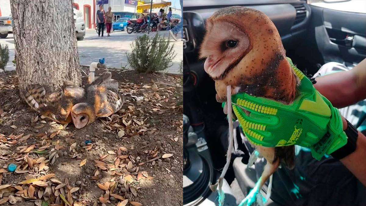 VIDEOS Pobladores amarraron a una lechuza a un árbol al creer que era una bruja