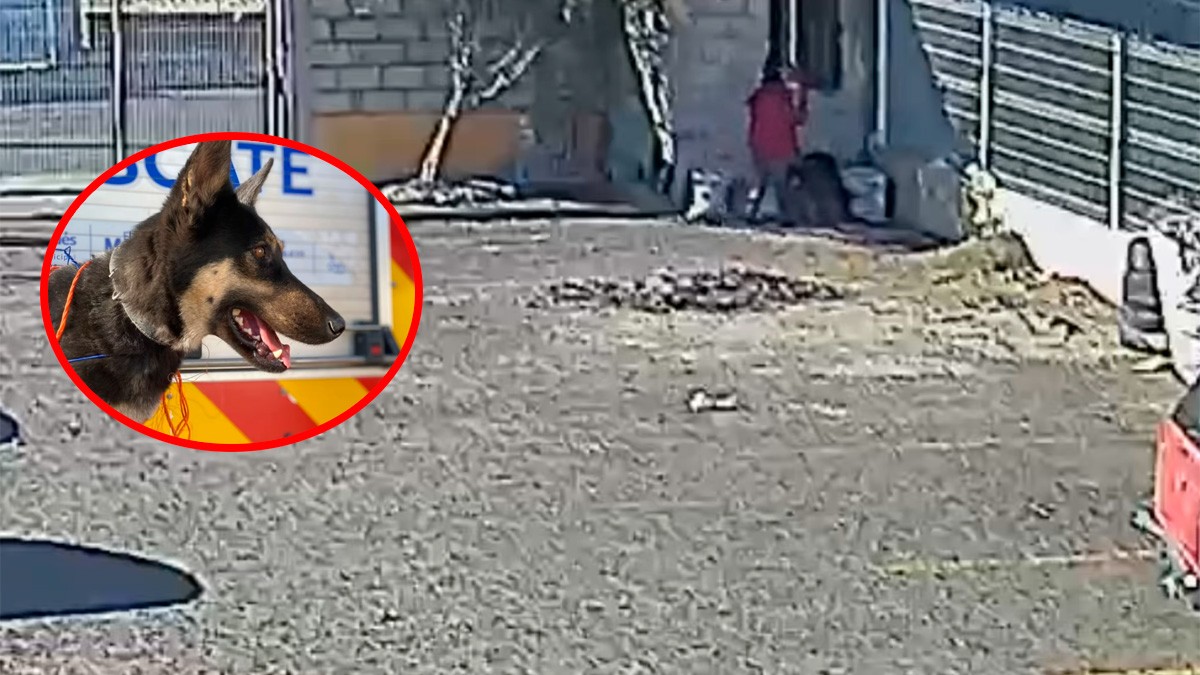 VIDEO Vecinos reportan maltrato animal y sancionan a responsable con 15 mil pesos