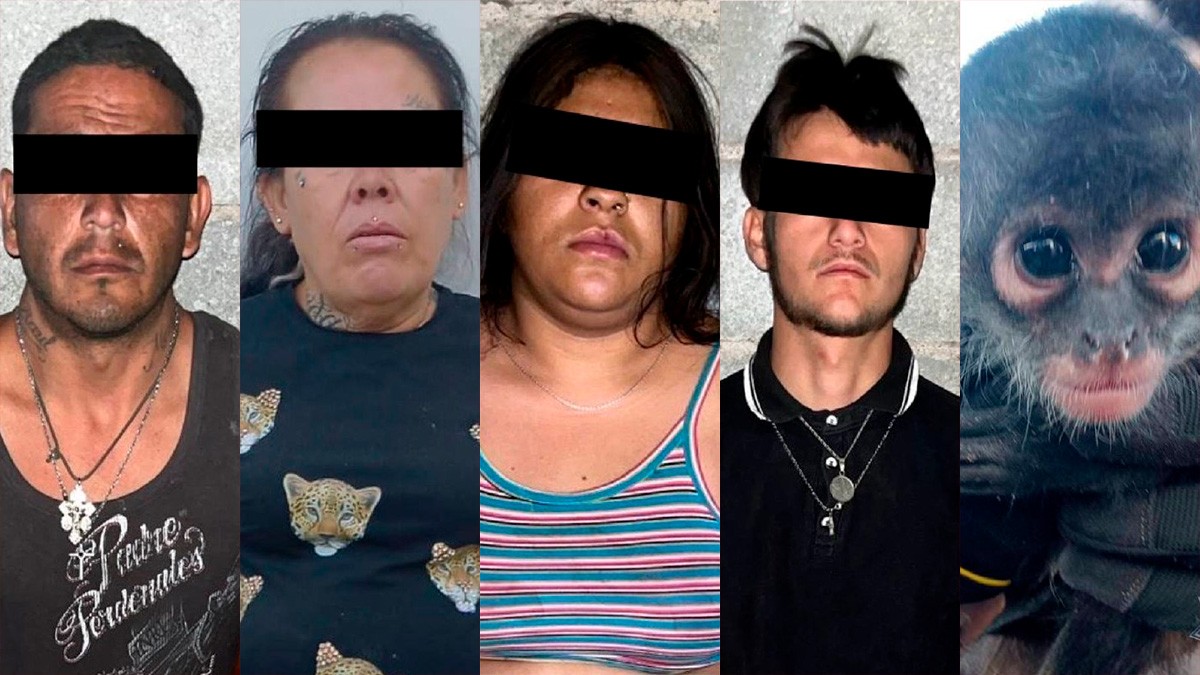 Amenaza a policías con un arma, escapa y capturan a cuatro con droga y un mono araña