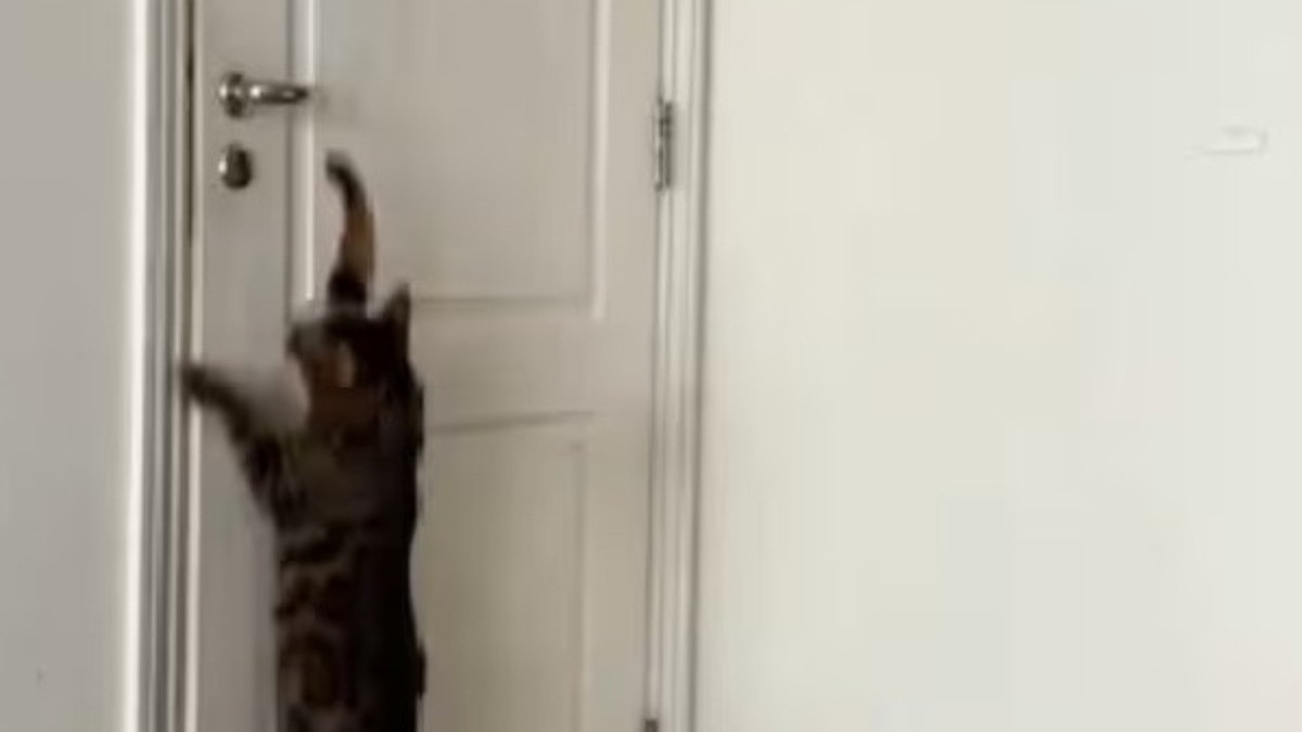 VIDEO Gato que ayuda a sus dueños a abrir la puerta de su casa cautiva en redes