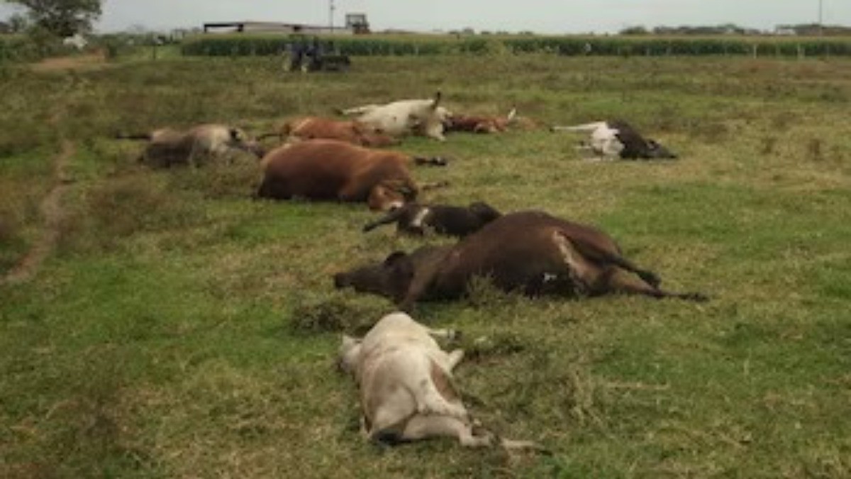 ¡Muerte masiva! Unas 600 reses pierden la vida en ranchos mexicanos, ¿qué les pasó?