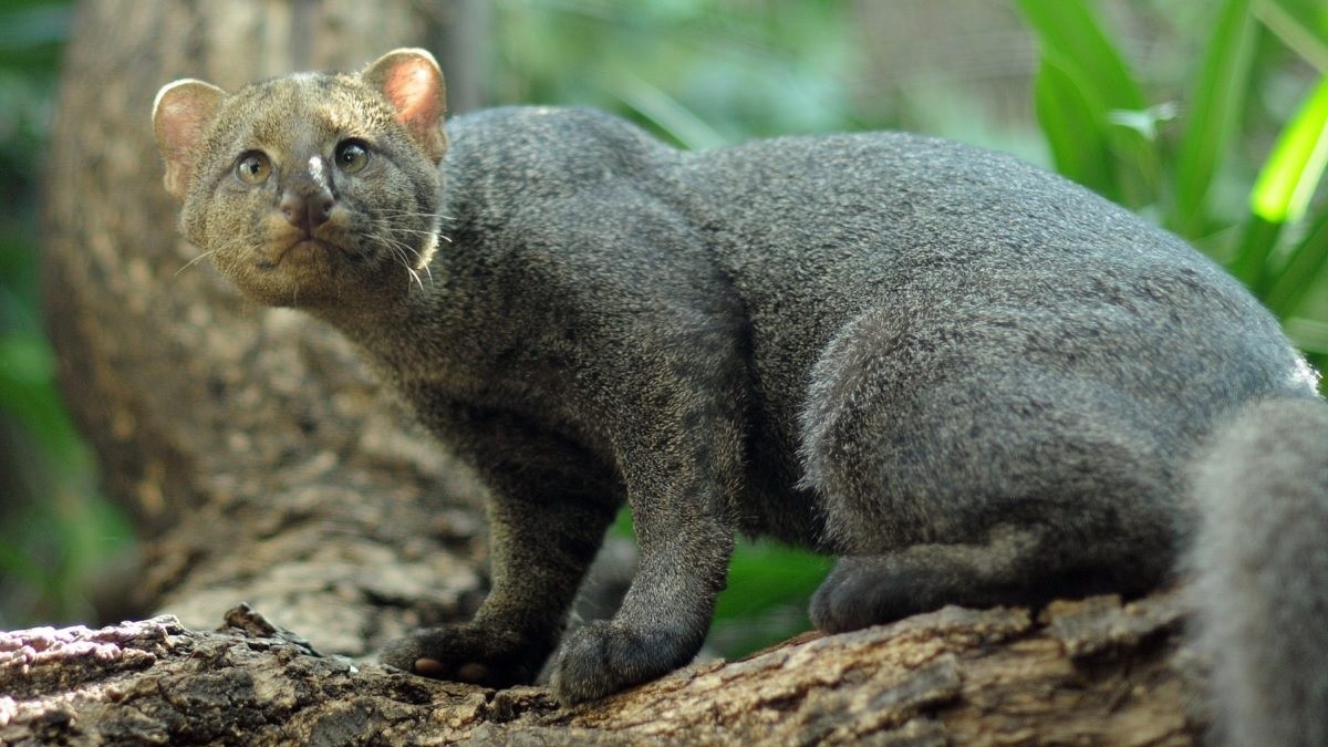 ¡Creyeron que era un nahual! Matan de manera brutal a especie en peligro de extinción