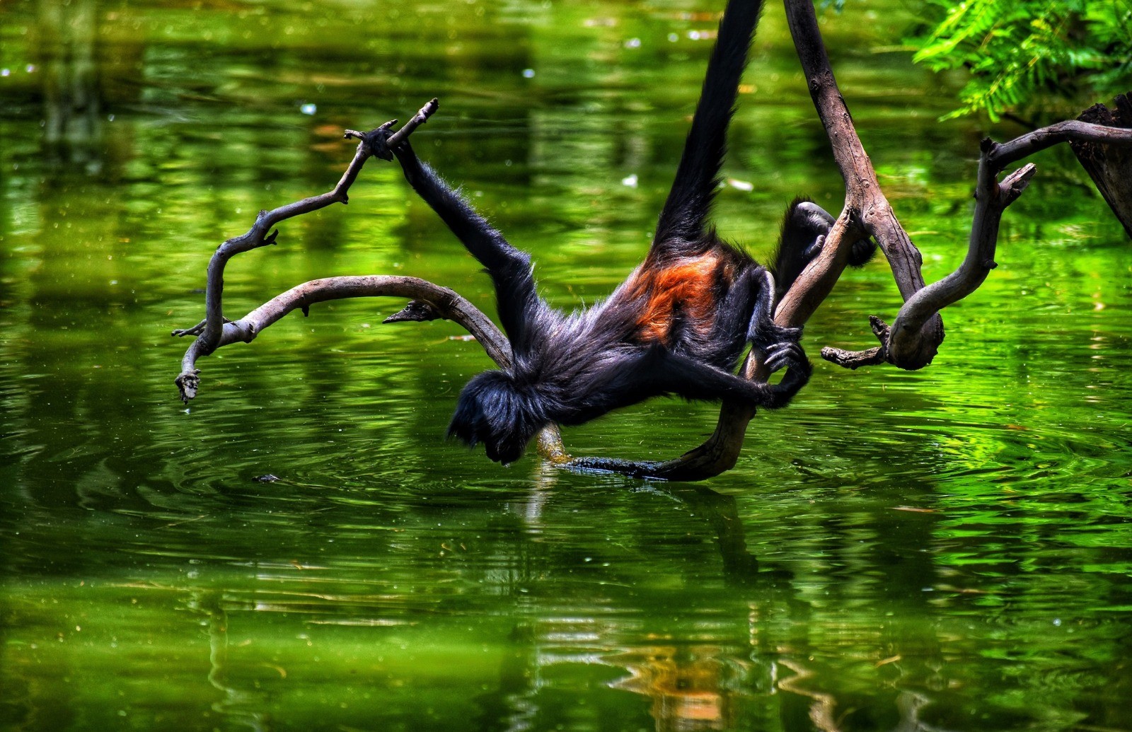 ¡Los tenían como mascotas! Rescata Zoológico de León a 30 animales exóticos y silvestres