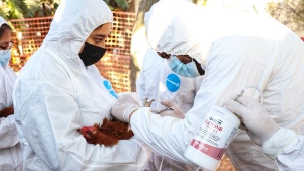 Confirma SSA primer caso humano de influenza aviar A (H5N1)