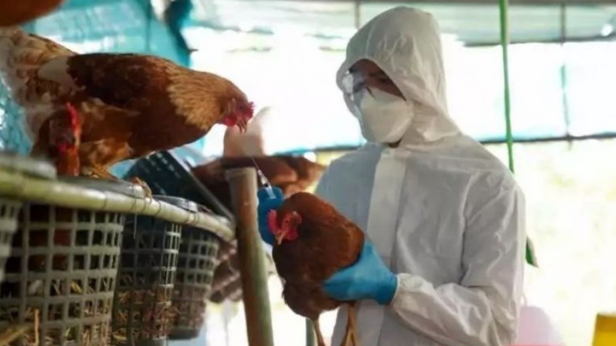 ¡Alerta! Muere niña contagiada con influenza aviar A, el primer caso confirmado en México