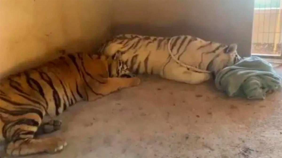 VIDEOS Rescatan a una pareja de tigres de bengala abandonados en un rancho