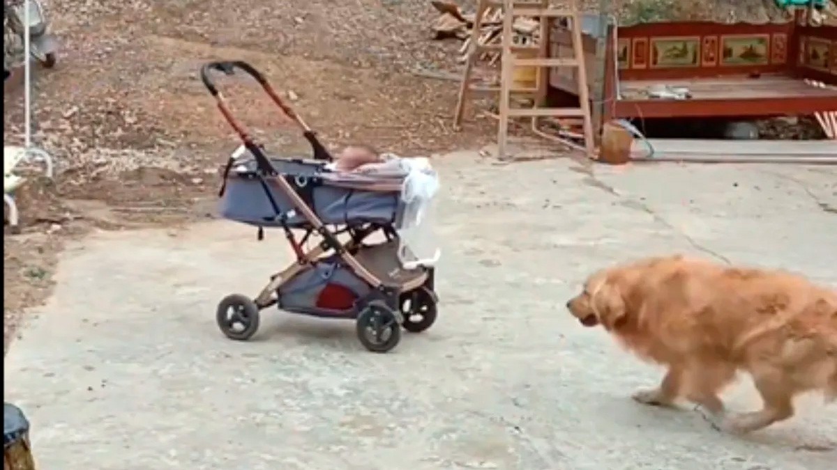VIDEO Perrito salva a un bebé al detener carriola que estuvo a punto de accidentarse