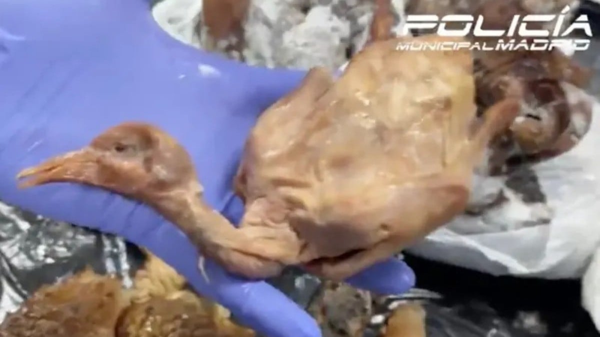 Restaurante chino ofrecía pato laqueado, pero ¡servía palomas muertas de la calle!