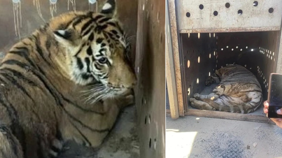 VIDEOS ¿Tigres asegurados eran usados para desaparecer personas? Esto sabemos