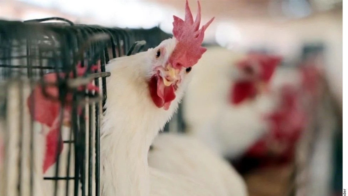¡Alerta! Detectan influenza aviar en granja mexicana, ¿es peligroso comer pollo o huevo?