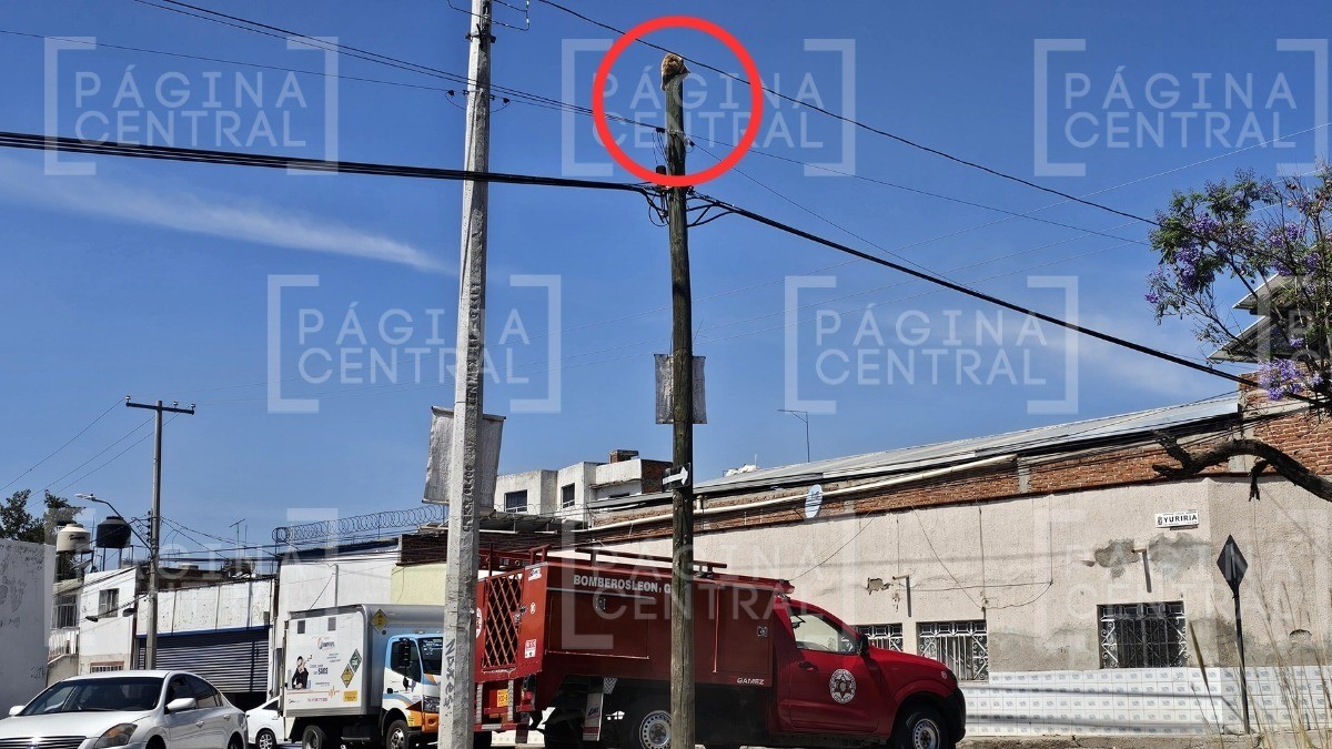 ¡Tenía que ser naranja! Gatito cae de poste de 6 metros cuando bomberos intentaban salvarlo